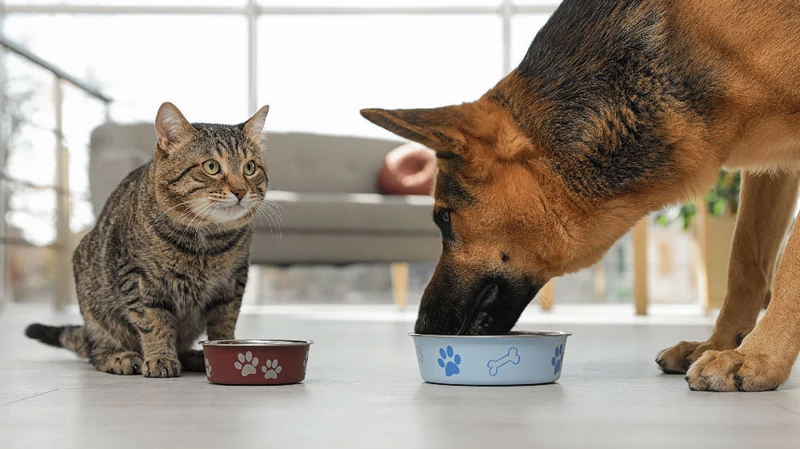 Ali lahko mačke hranimo s pasjo hrano: zakaj je to nevarno?
