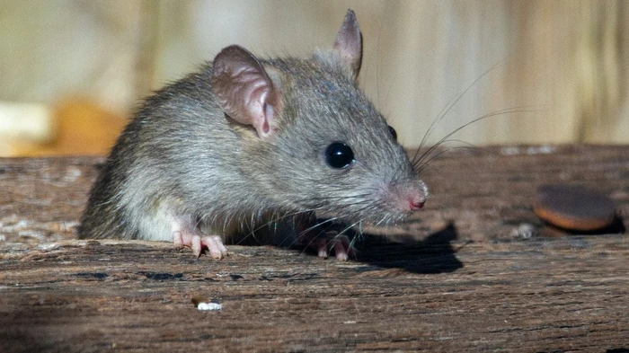 Glodavci za vedno iz kokošnjakov in hlevov: stara podeželska metoda, ki deluje brezhibno
