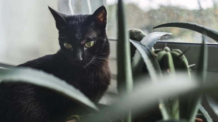 Če črnemu mačku nadenete ime, bo vaš dom zaščitil pred težavami: ljudska znamenja