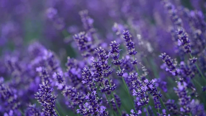 Kaj posaditi poleg sivke: vrtnarji našteli idealne sosede