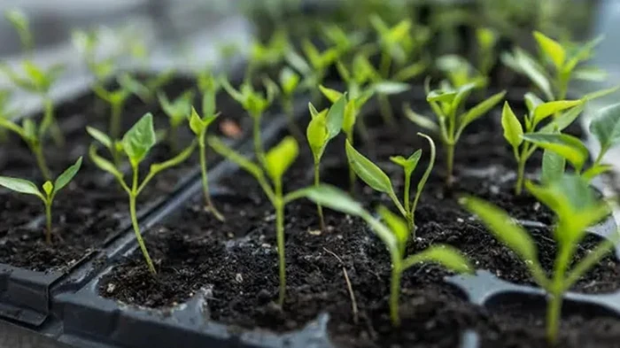 Kaj sejemo februarja: popoln seznam poljščin za zelenjavni vrt in cvetlično gredo