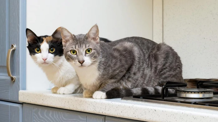 Kako pravilno poklicati mačko, da se bo zagotovo odzvala: strokovnjaki so poimenovali najboljšo metodo