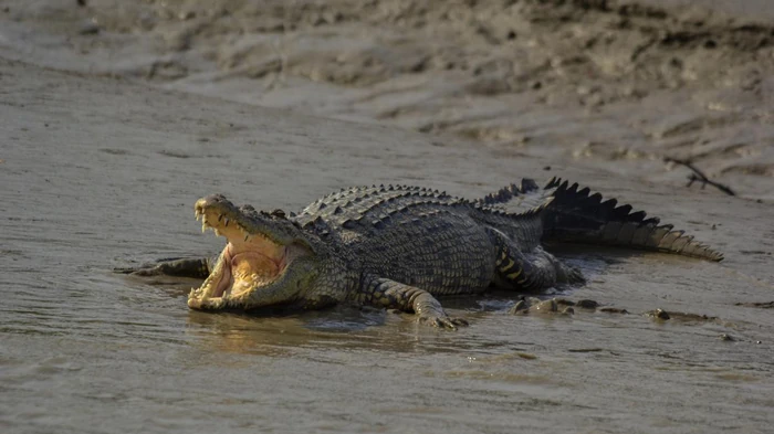 Kakšna je razlika med krokodilom in aligatorjem: kje so nevarni plenilci?