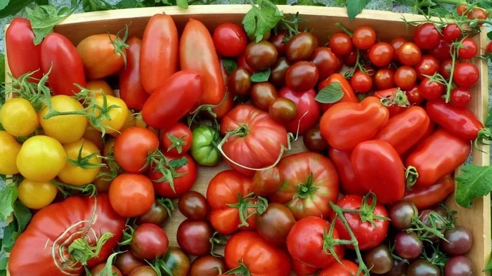 Priljubljene sorte paradižnika, ki niso izpolnile pričakovanj, in zakaj